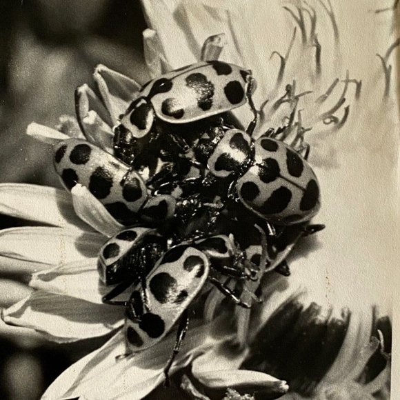 c1970 Original Ladybugs Black White Photograph Steven Willhite Glen Ellen IL - Picture 1 of 7